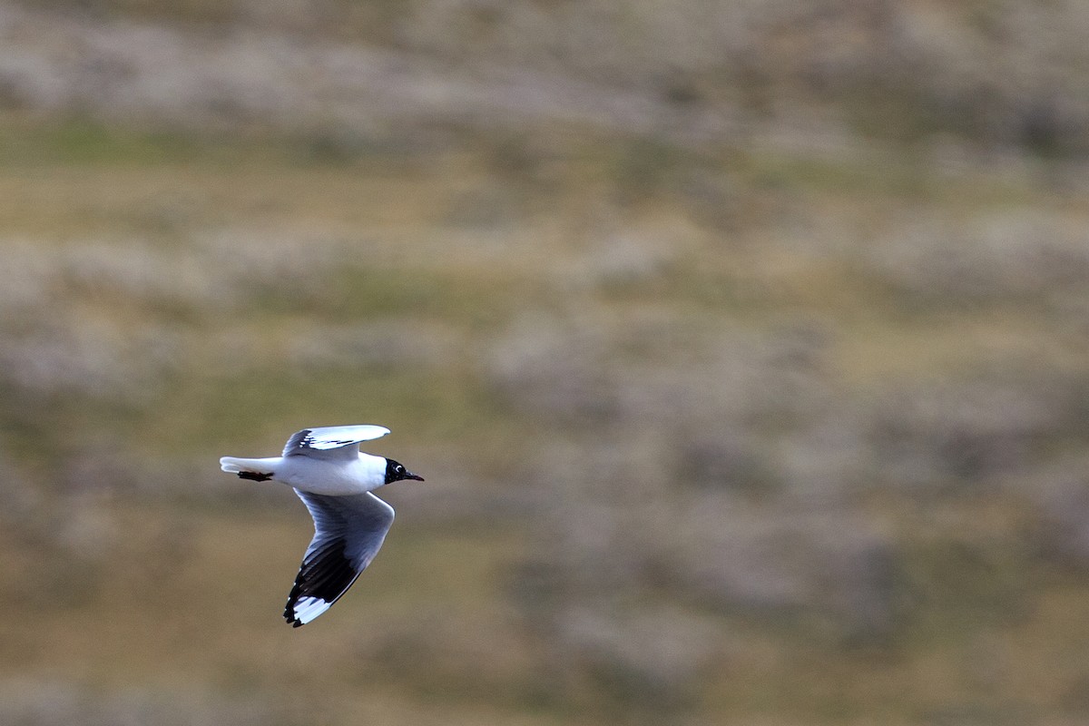 Andean Gull - Anonymous
