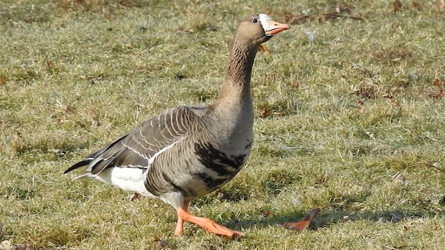 Greater White-fronted Goose - ML609755055