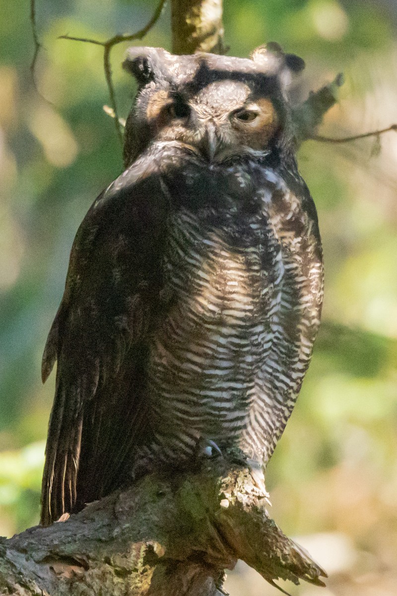 Great Horned Owl - ML609755232