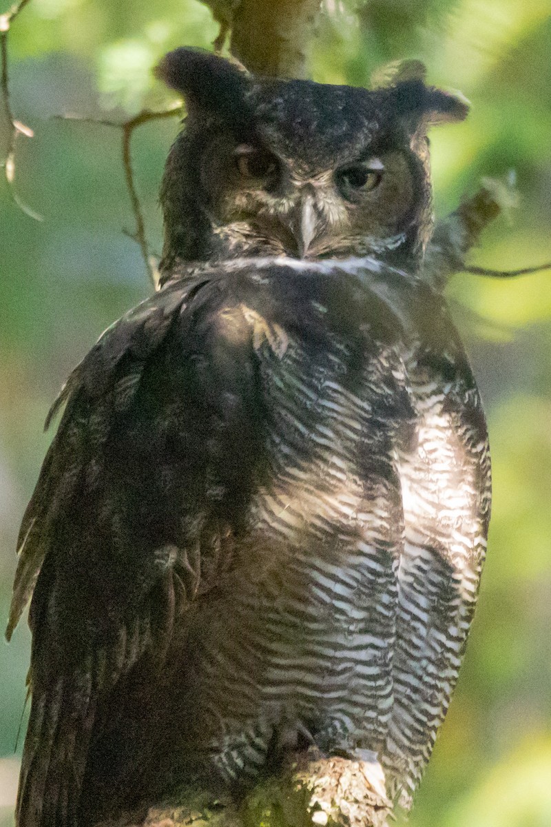 Great Horned Owl - ML609755233