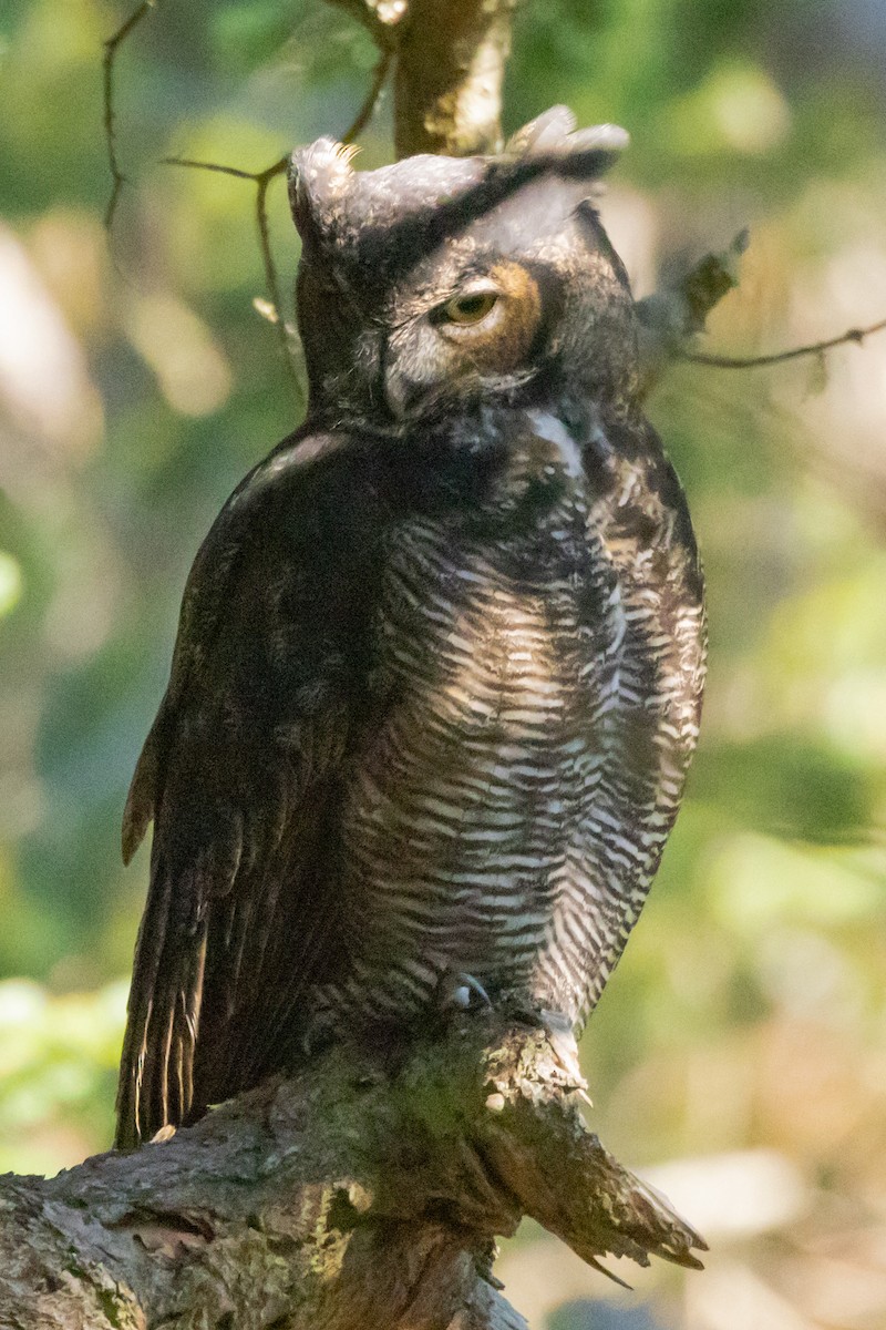 Great Horned Owl - ML609755234