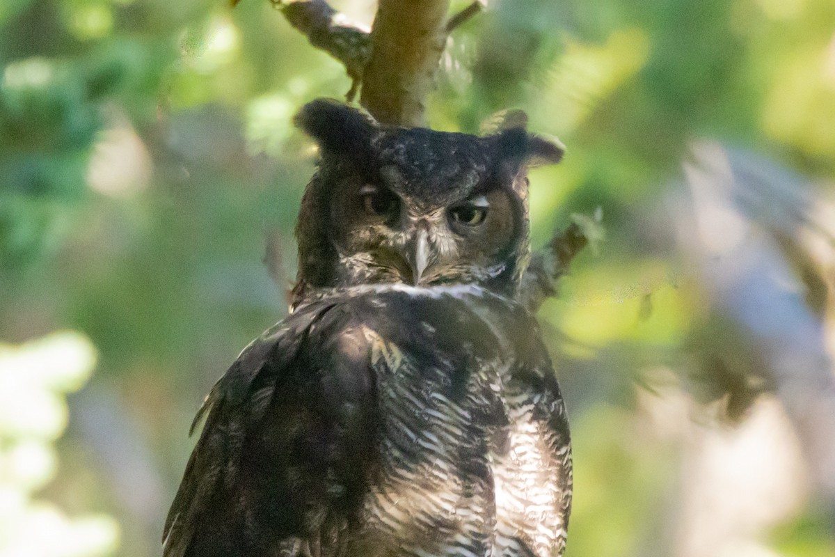 Great Horned Owl - ML609755235