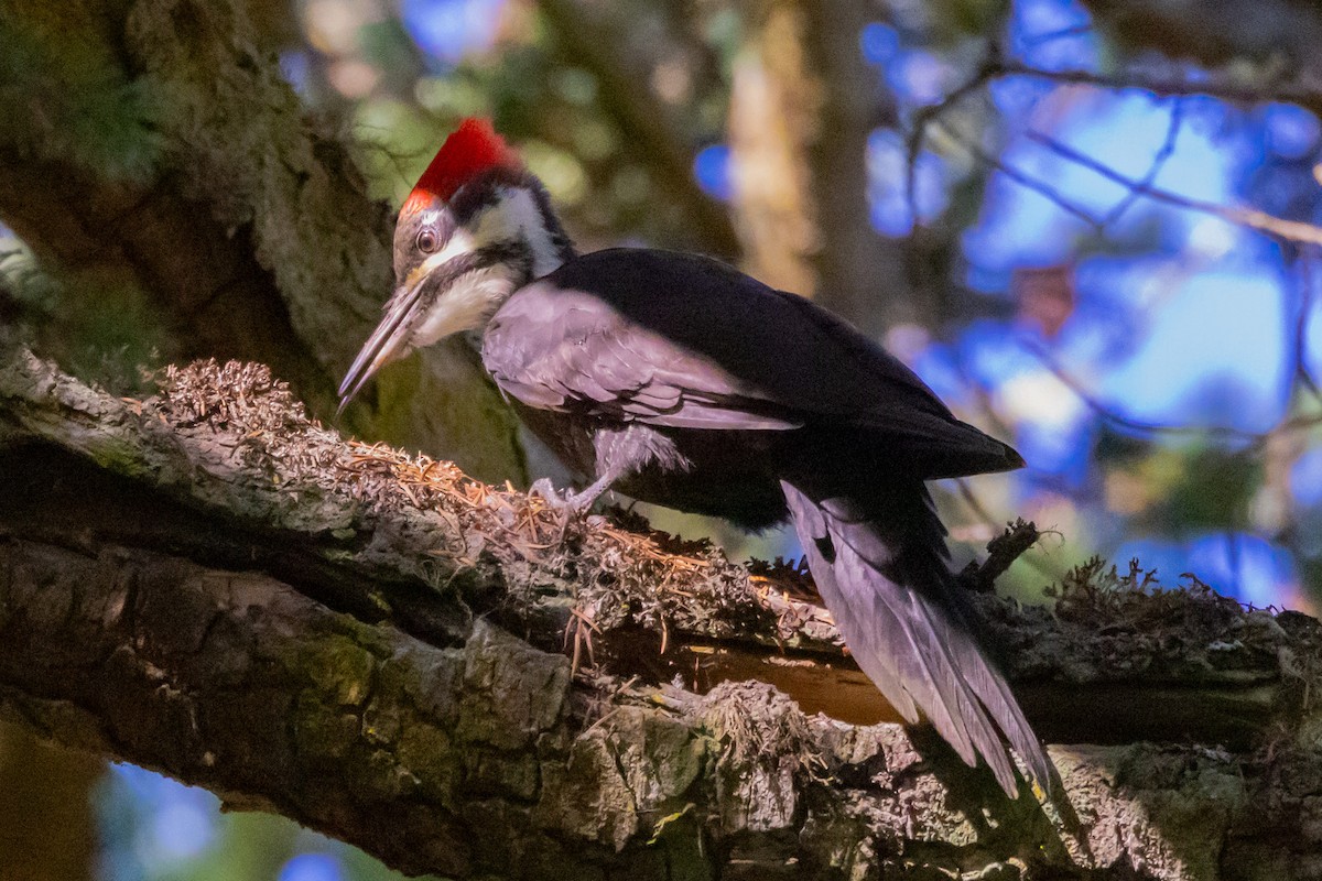 Pileated Woodpecker - ML609755249