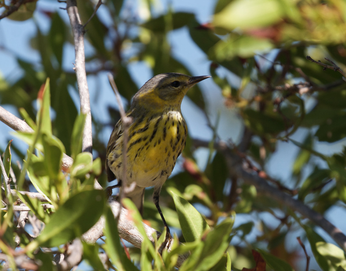 Cape May Warbler - ML609755654