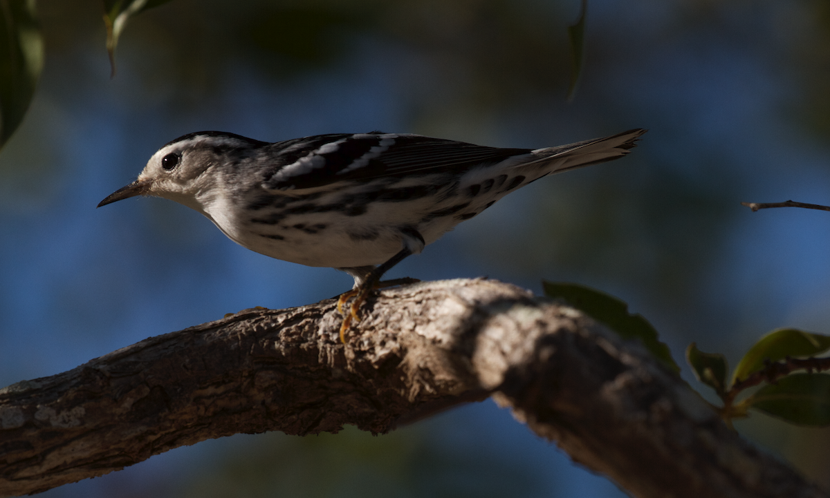 Black-and-white Warbler - ML609755665