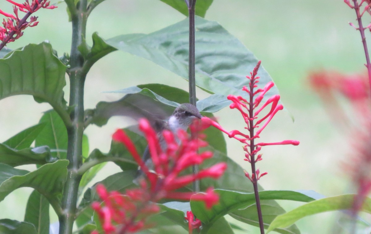 Ruby-throated Hummingbird - ML609756048