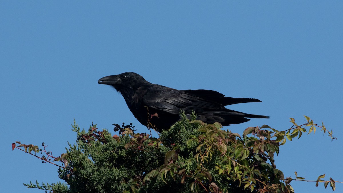 Common Raven - ML609756135