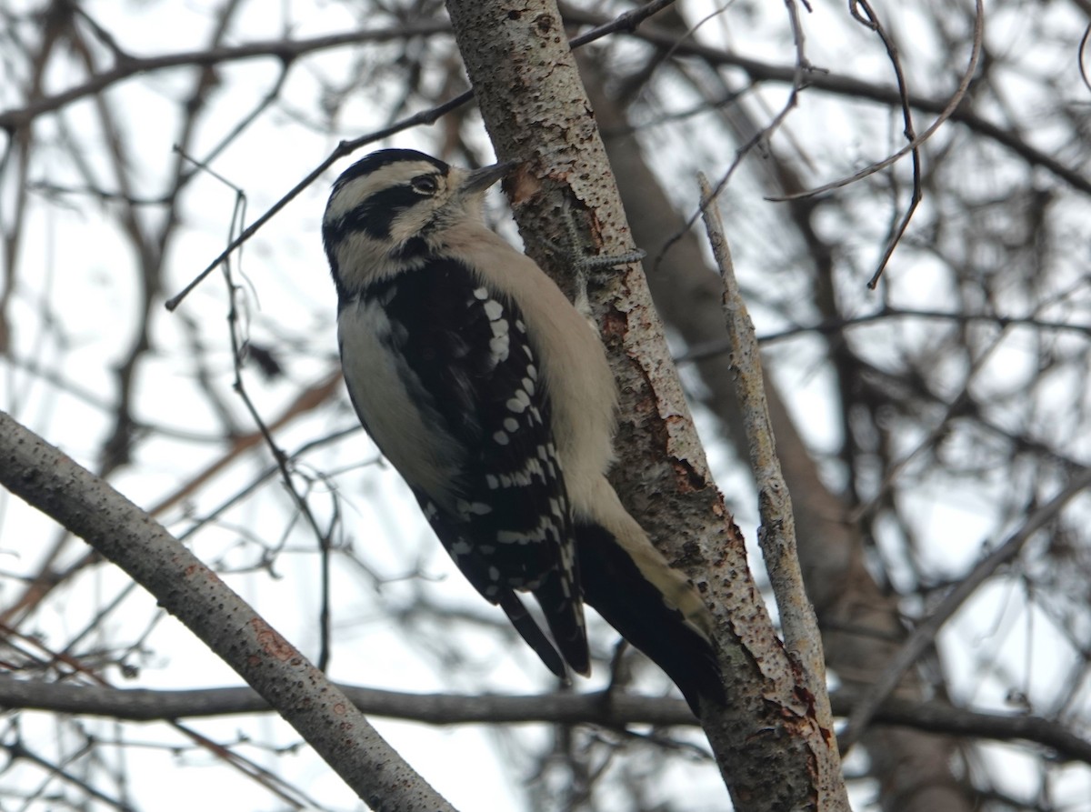 Downy Woodpecker - ML609756416