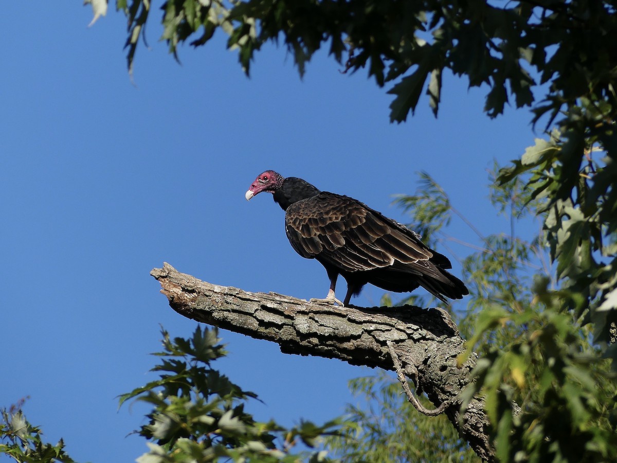 Turkey Vulture - ML609756541