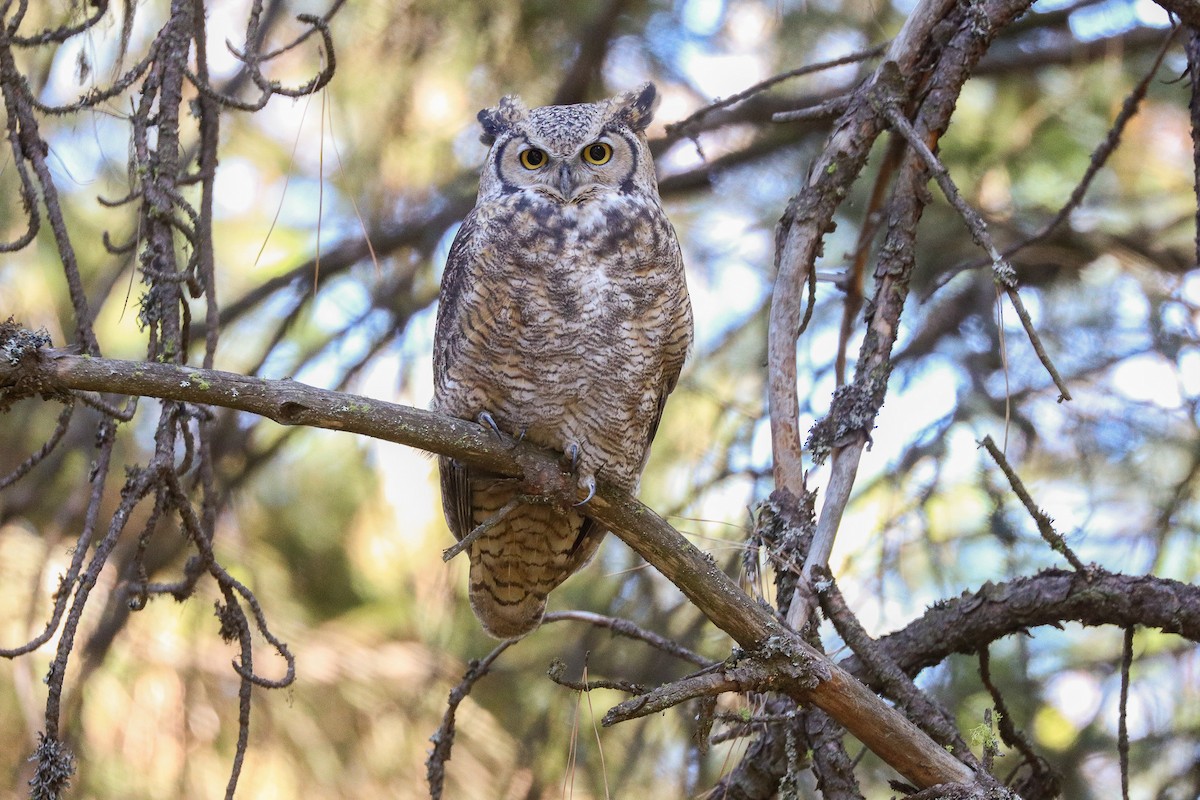 Great Horned Owl - ML609756573