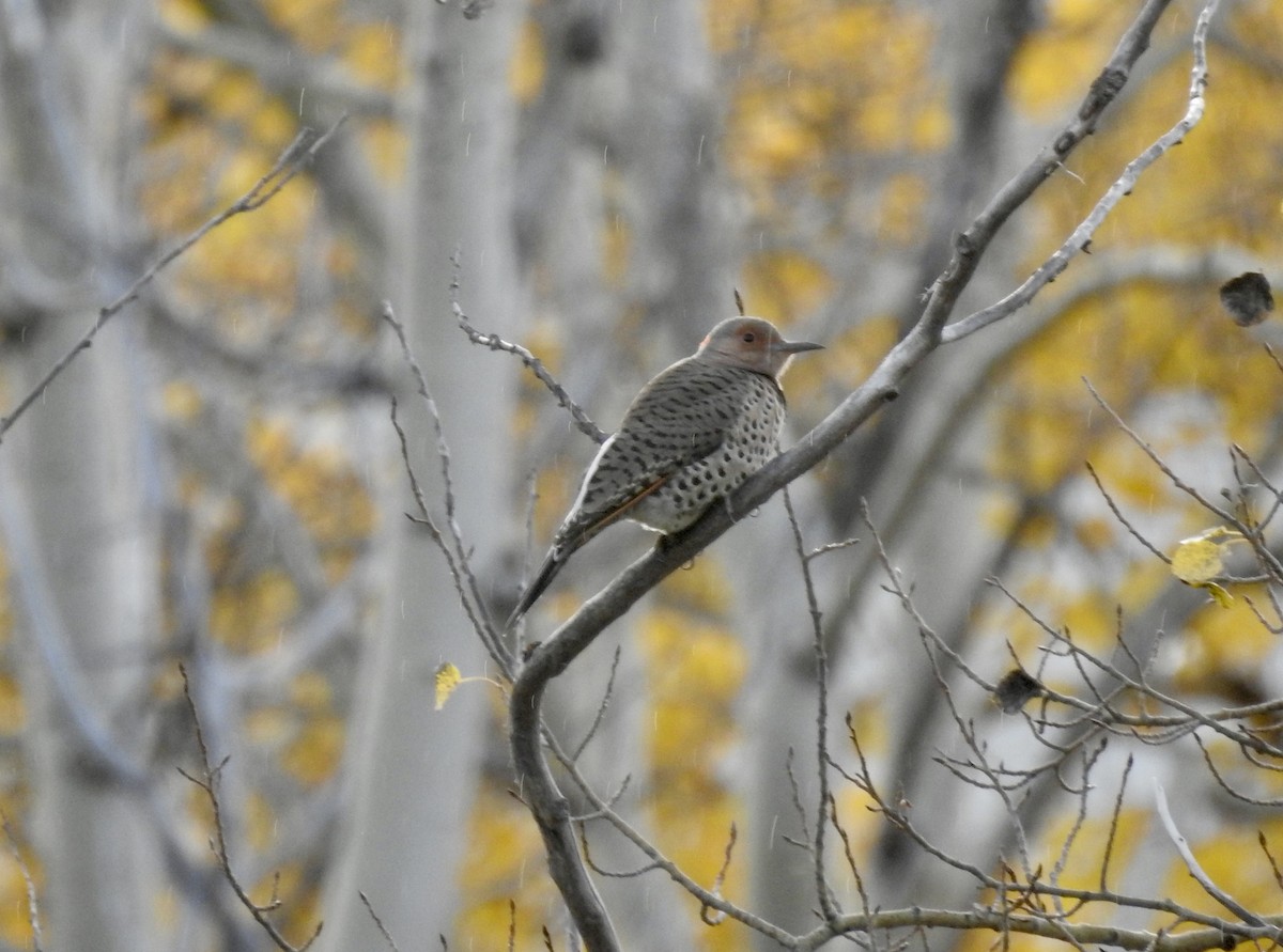 Northern Flicker (Yellow-shafted x Red-shafted) - ML609757235