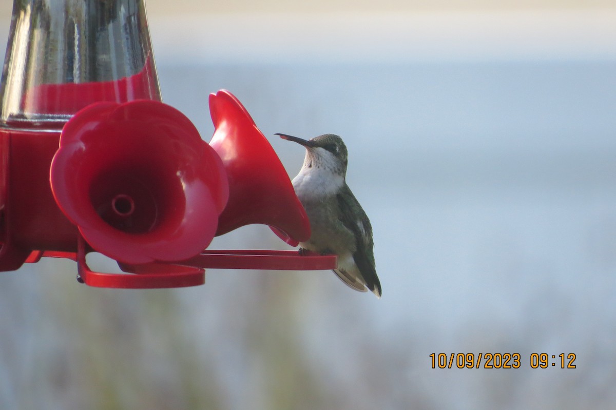 Ruby-throated Hummingbird - ML609757297