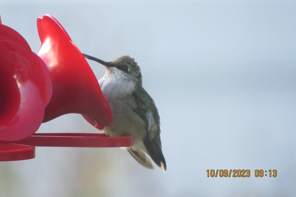 Ruby-throated Hummingbird - ML609757298