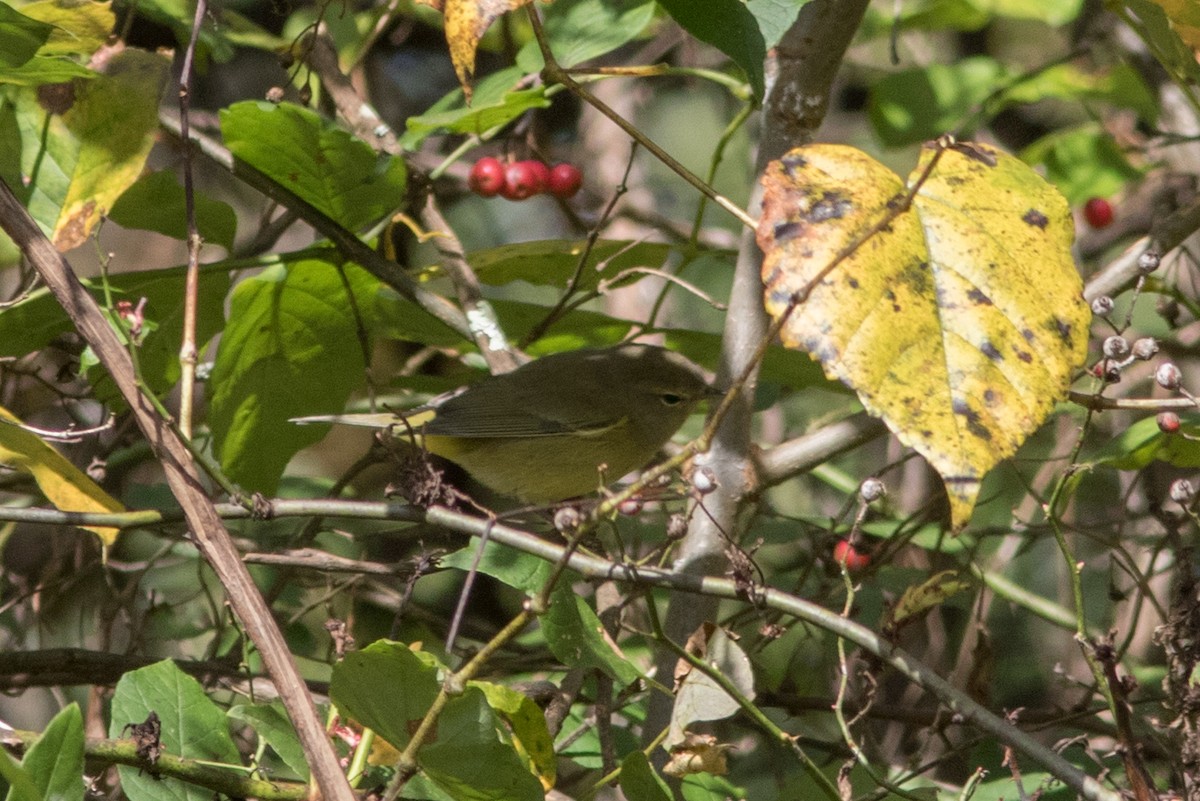 Orange-crowned Warbler - ML609757514