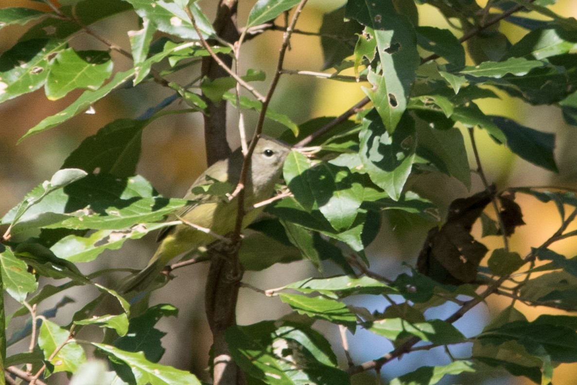 Orange-crowned Warbler - ML609757515