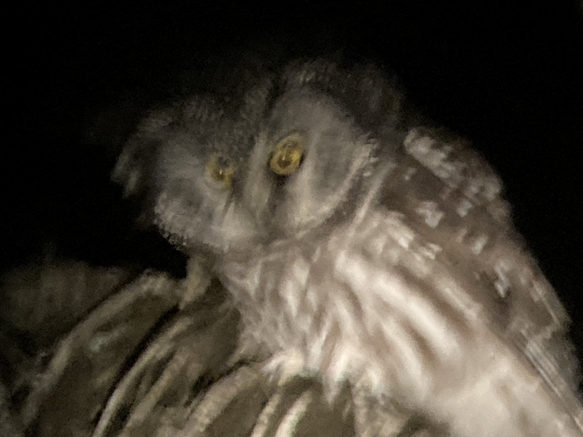 Boreal Owl - ML609757619