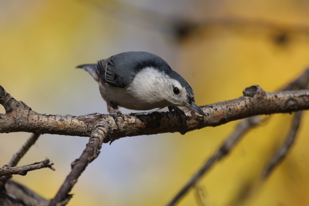 White-breasted Nuthatch - ML609757641