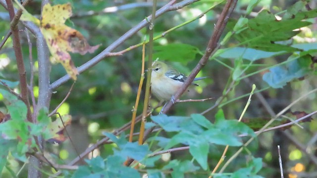 Bay-breasted Warbler - ML609757824