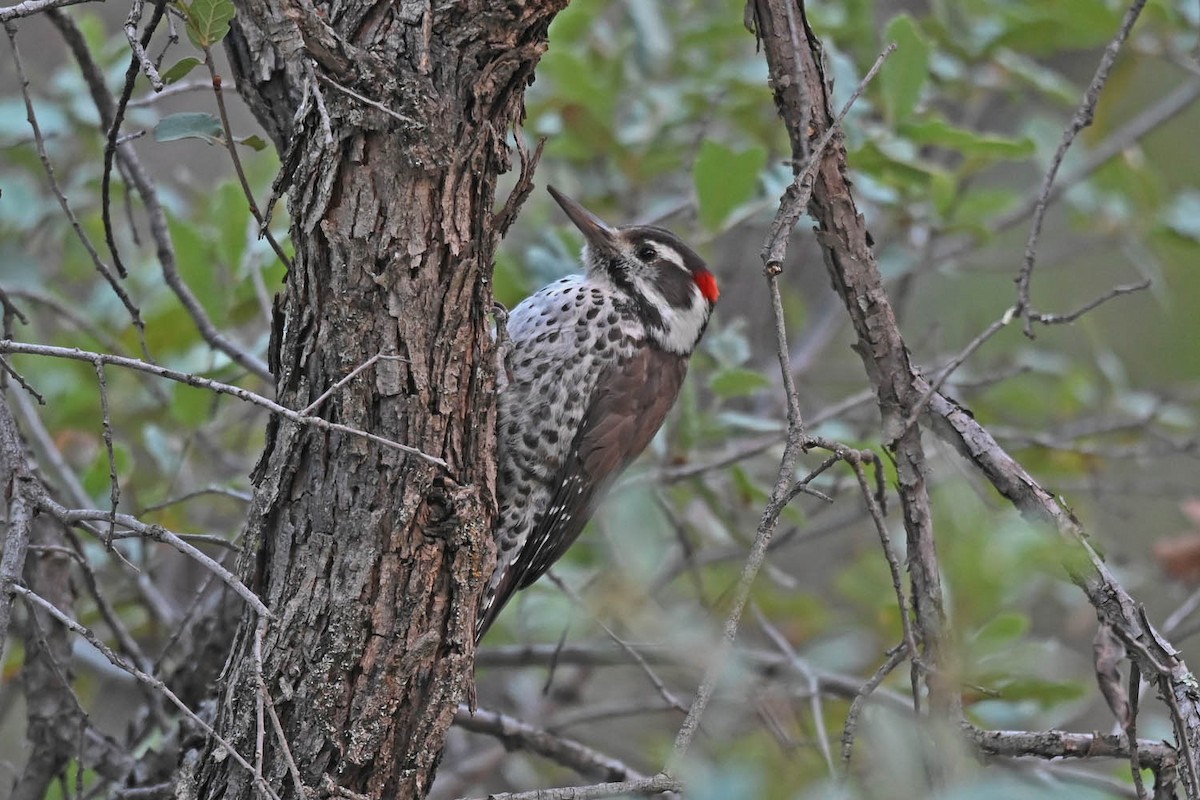 Arizona Woodpecker - ML609758086