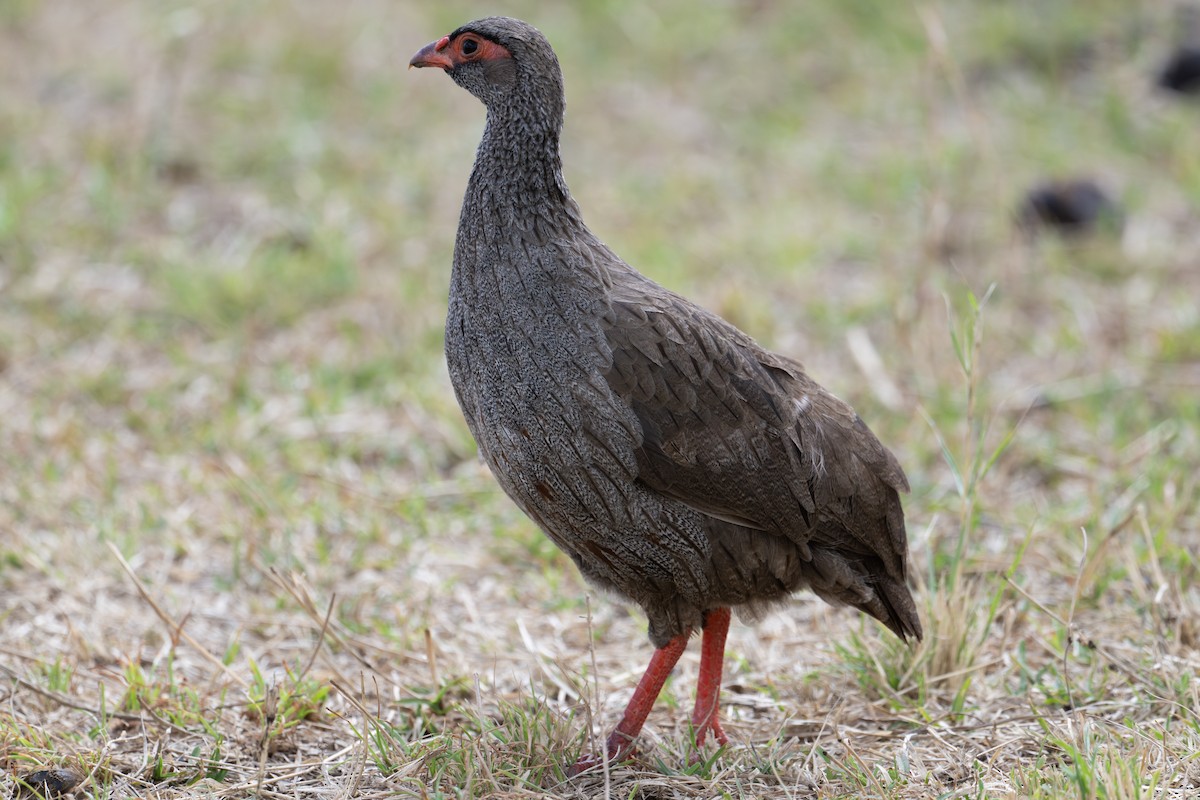 Red-necked Spurfowl - ML609758266