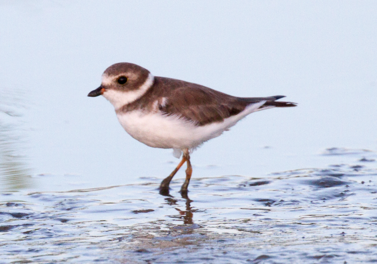Semipalmated Plover - ML609758429