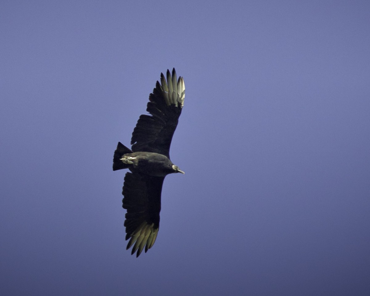Black Vulture - Donald Weidemann