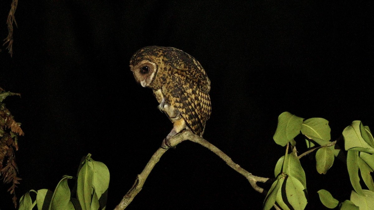 Golden Masked-Owl - ML609759122