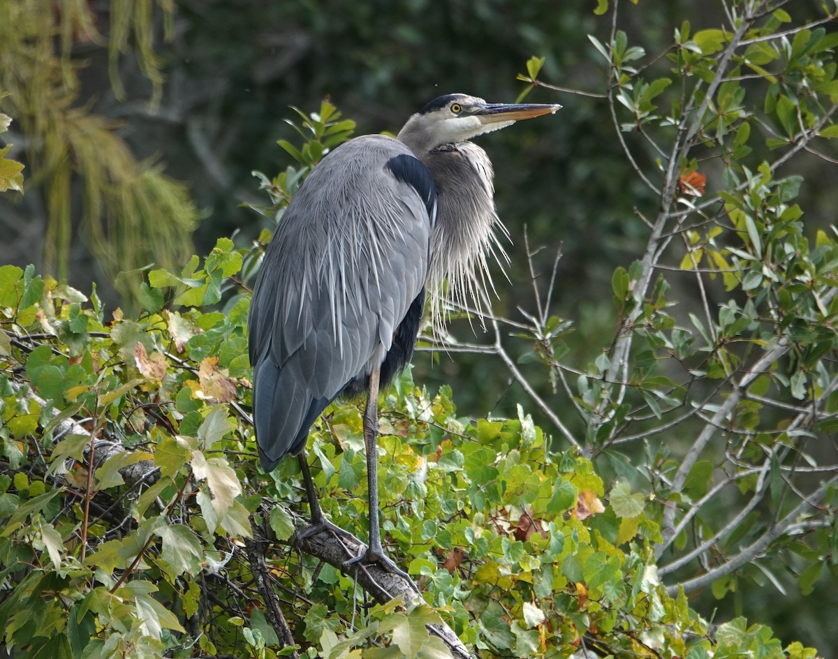 eBird Checklist 9 Oct 2023 Dunedin Hammock City Park 36 species