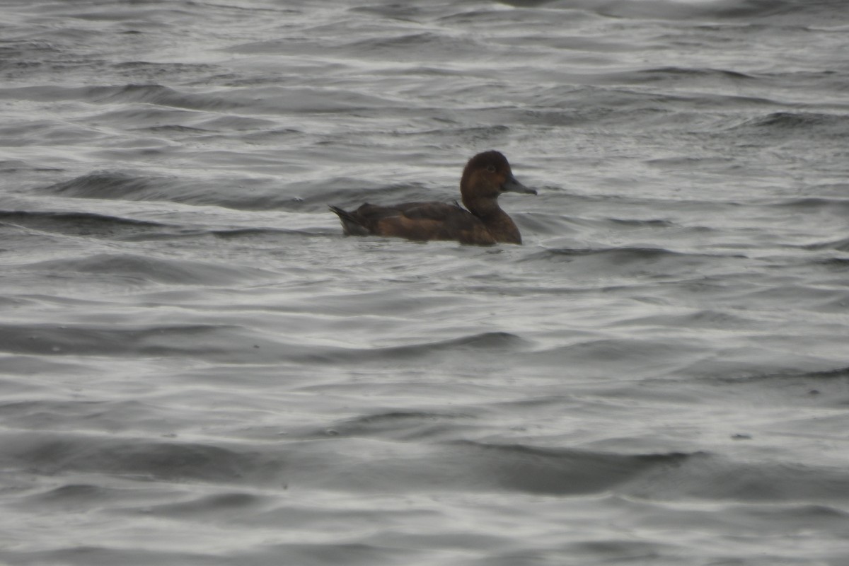 Ring-necked Duck - ML609759595