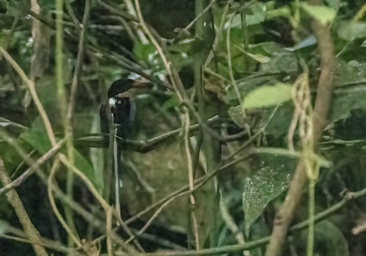 Black-capped Paradise-Kingfisher - ML609759829