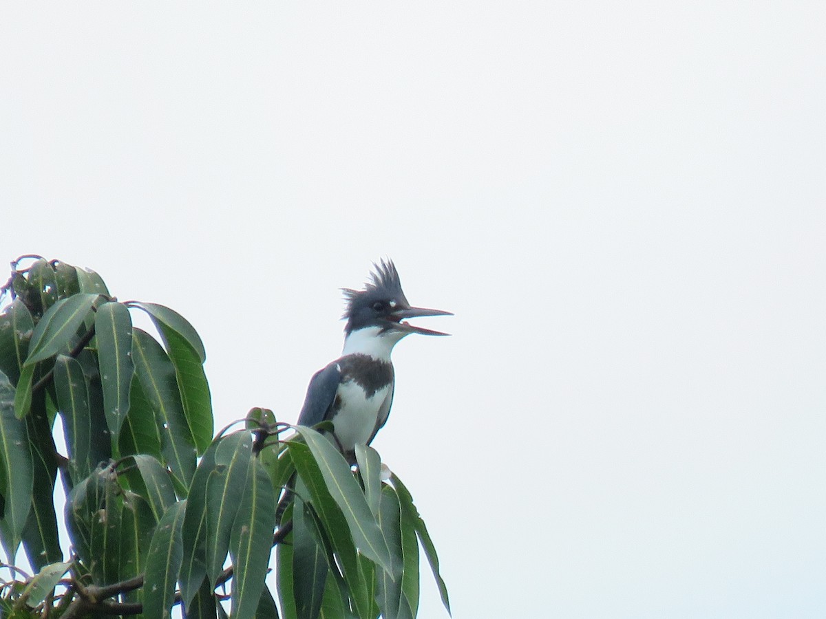 Belted Kingfisher - ML609759848