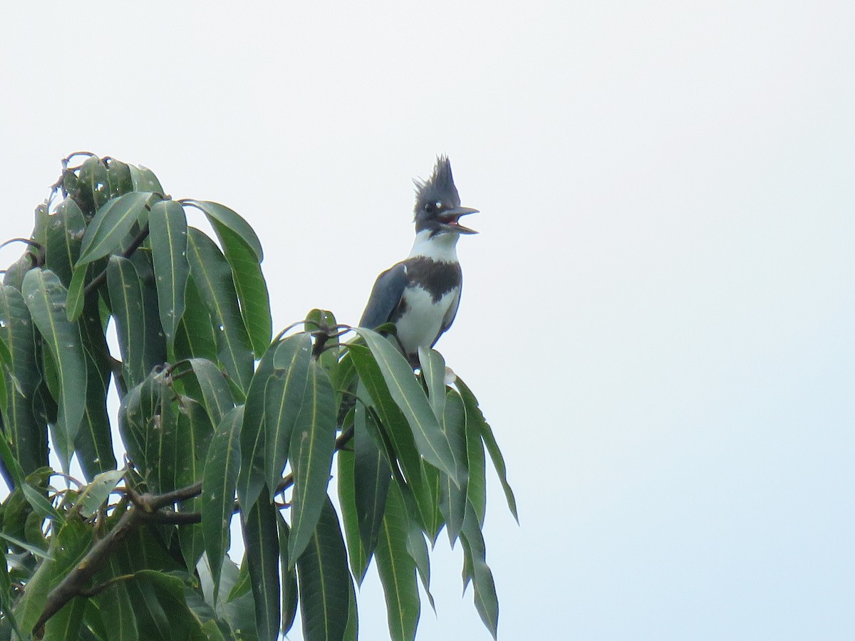 Belted Kingfisher - ML609759850