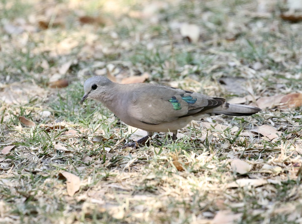 Emerald-spotted Wood-Dove - ML609760379
