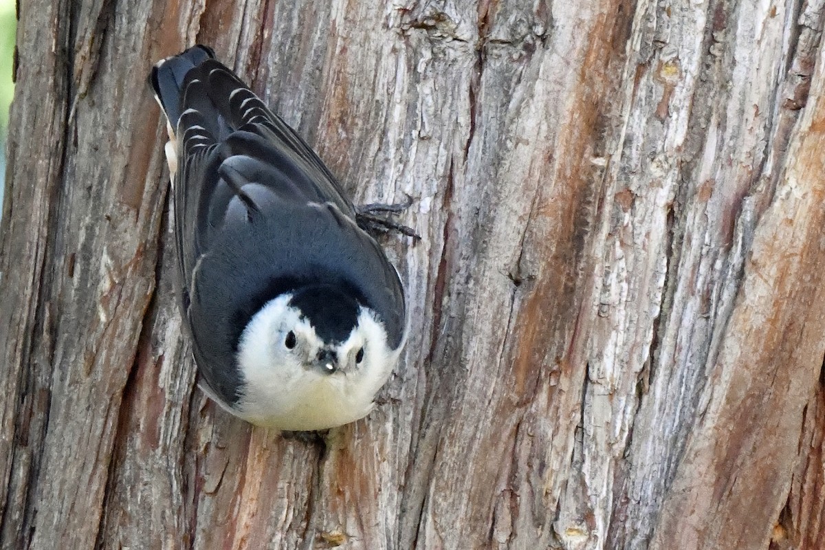 White-breasted Nuthatch - Steven Haupt