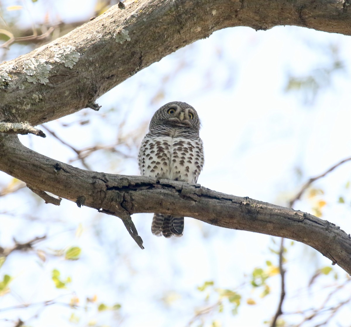 African Barred Owlet - ML609760523