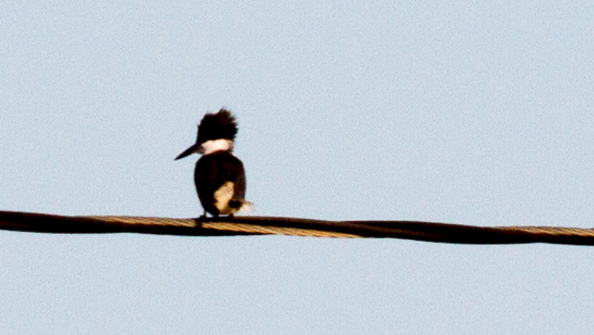 Belted Kingfisher - ML609760597
