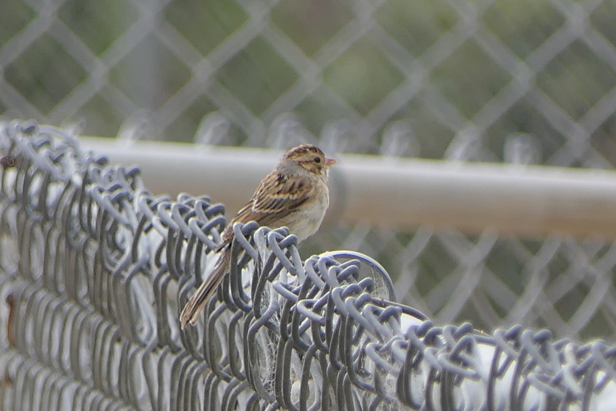 Clay-colored Sparrow - ML609760632