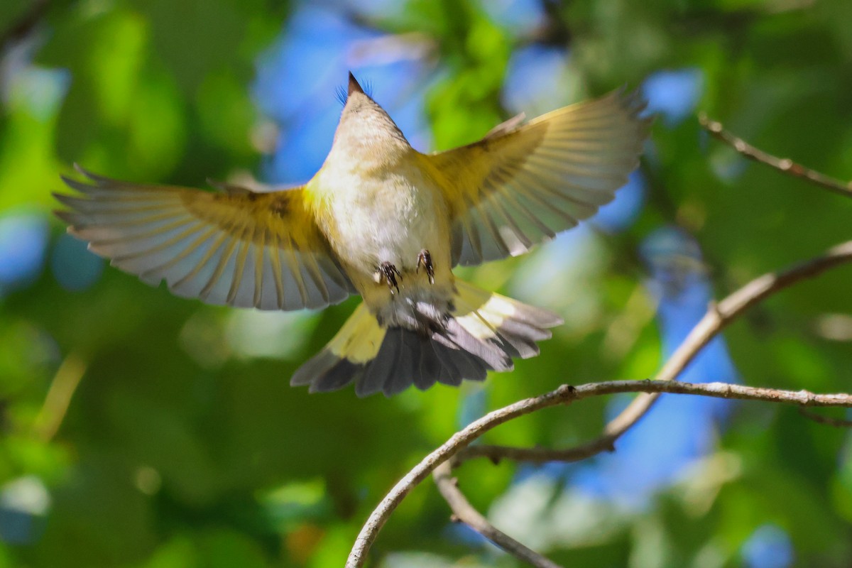American Redstart - ML609760720