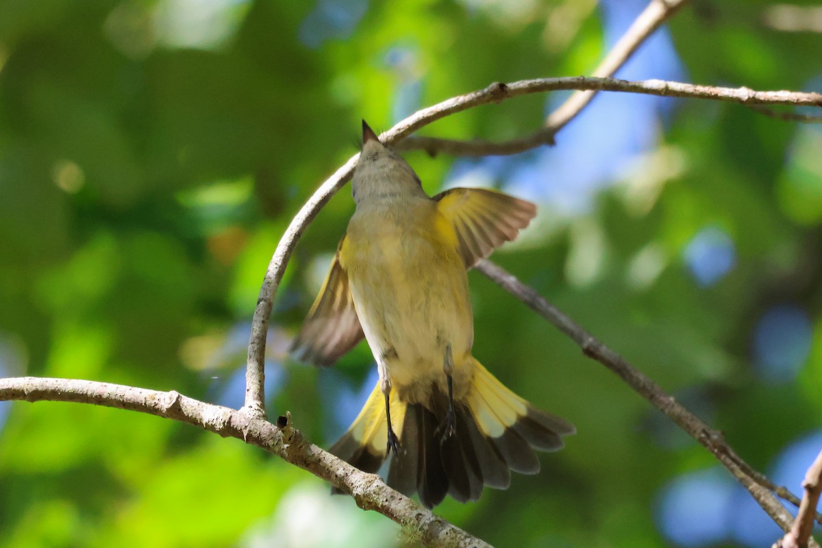 American Redstart - ML609760736