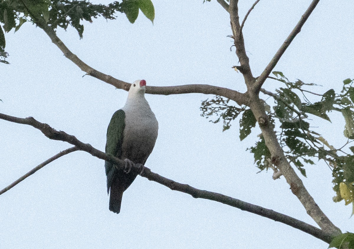 Red-knobbed Imperial-Pigeon - ML609760789