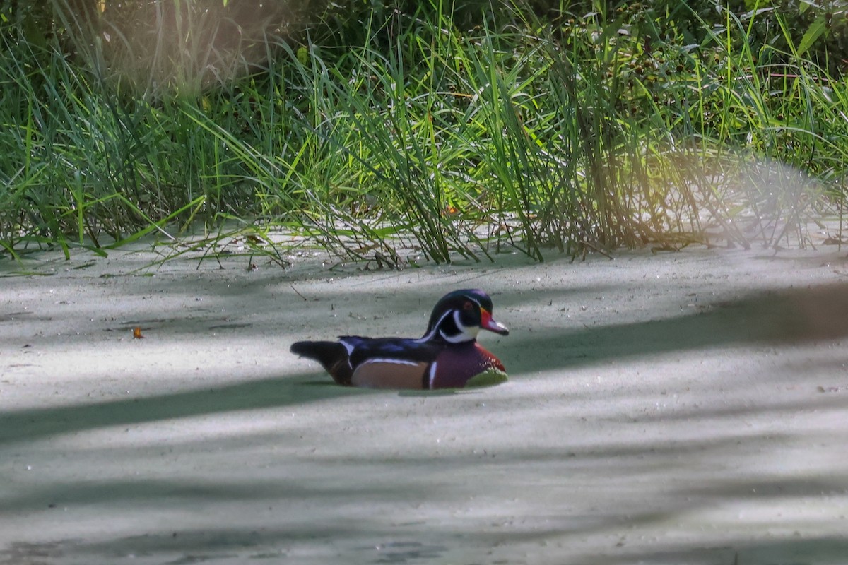 eBird Checklist 9 Oct 2023 Cape Cod Organic Farm 35 species
