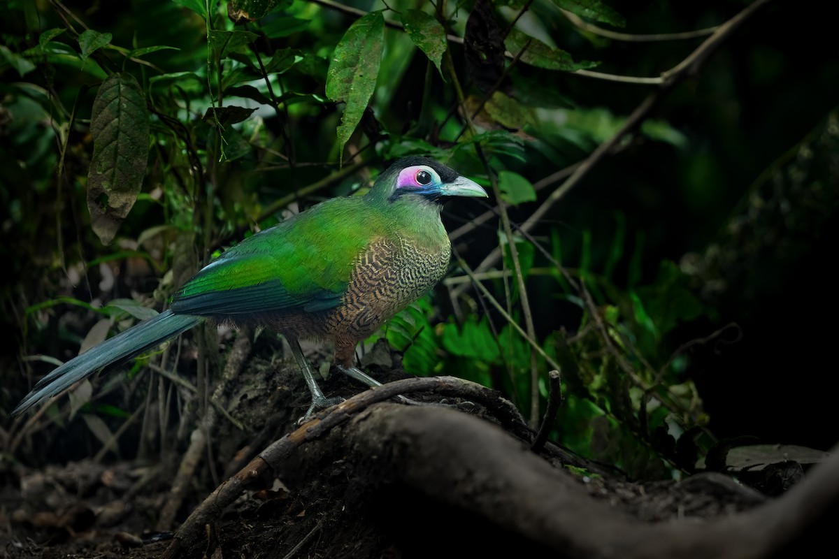 Sumatran Ground-Cuckoo - ML609761179