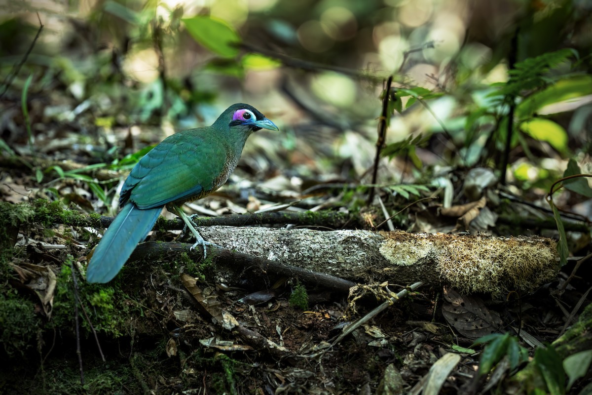 Sumatran Ground-Cuckoo - ML609761185