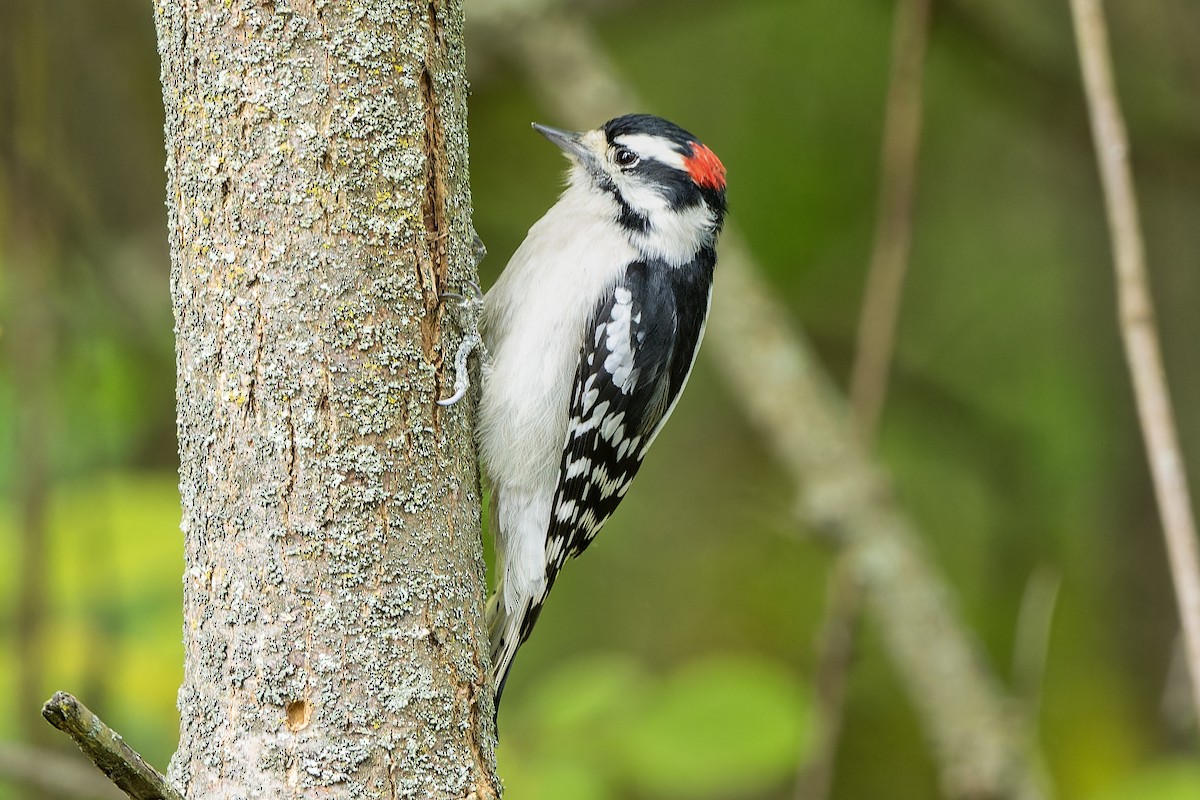 Downy Woodpecker - ML609761343