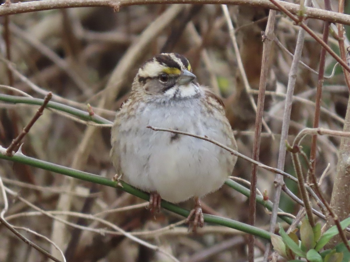 White-throated Sparrow - ML609761617