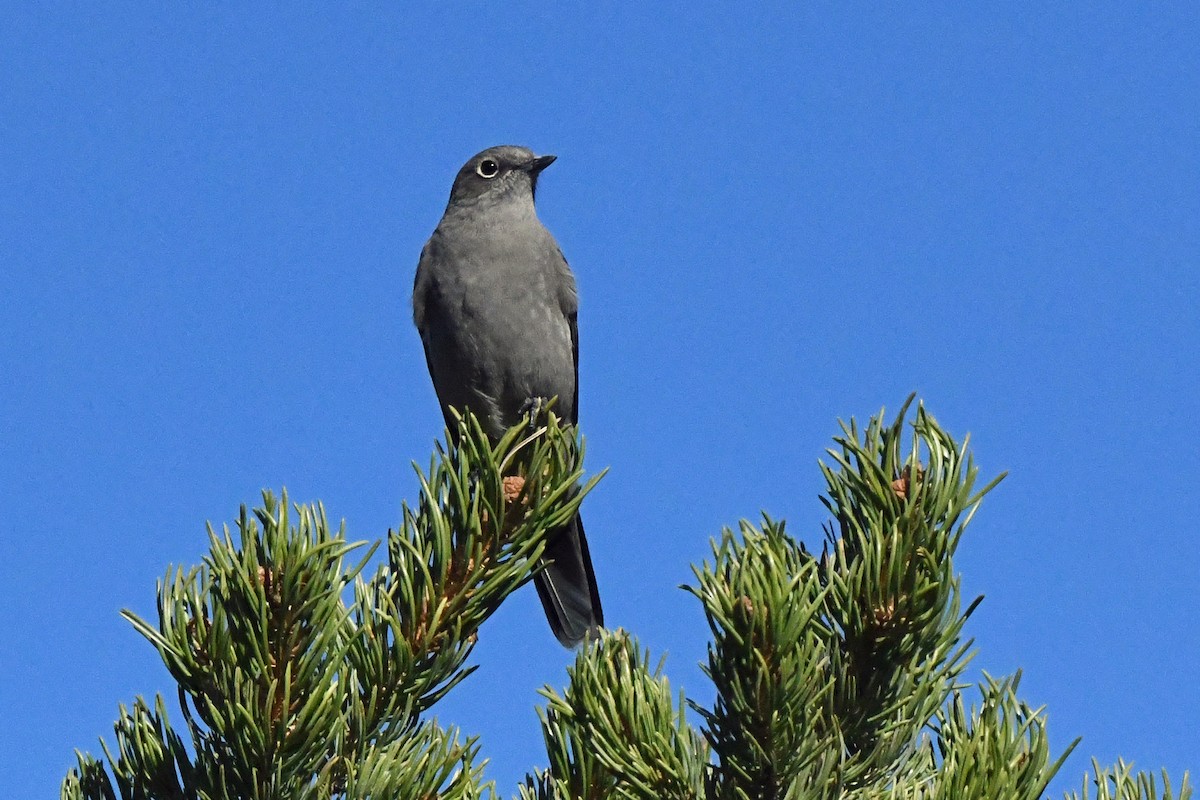 Townsend's Solitaire - ML609761619