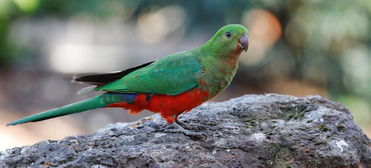 Australian King-Parrot - ML609761635
