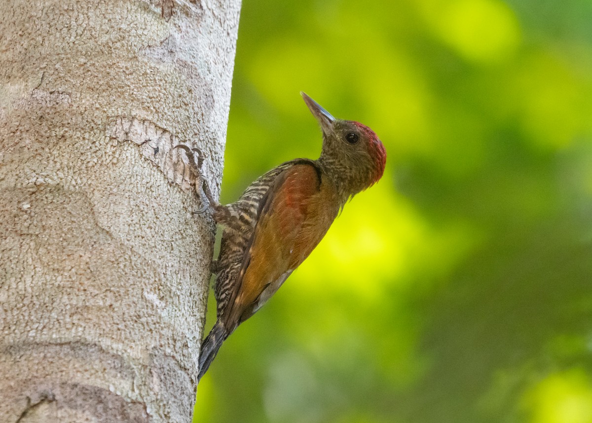 Red-stained Woodpecker - Silvia Faustino Linhares
