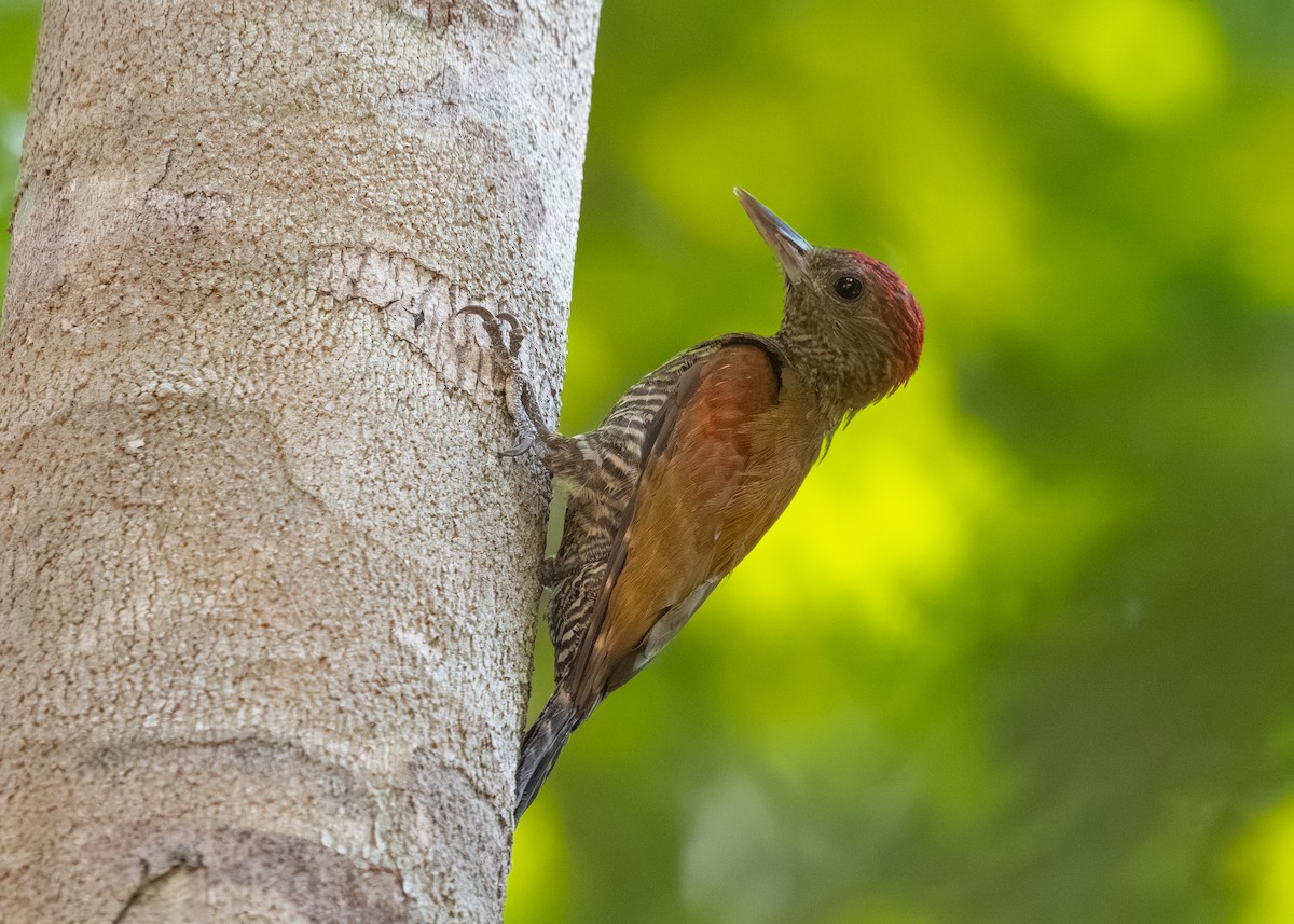 Red-stained Woodpecker - ML609762175