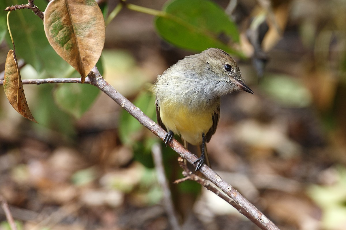 Galapagos Flycatcher - Anonymous